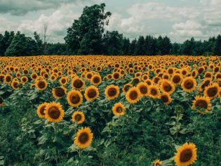images-16